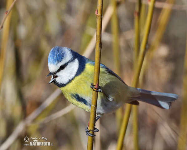 Blaumeise (Cyanistes caeruleus)