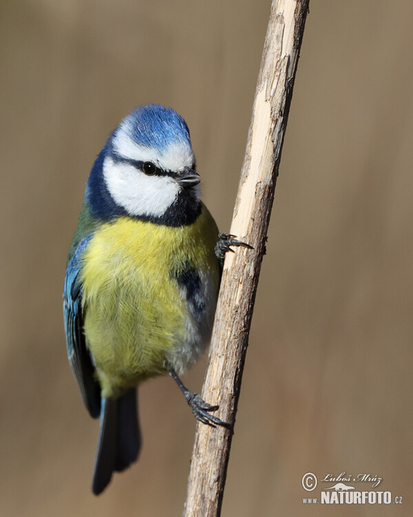 Blaumeise (Cyanistes caeruleus)