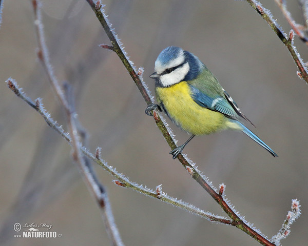 Blaumeise (Cyanistes caeruleus)