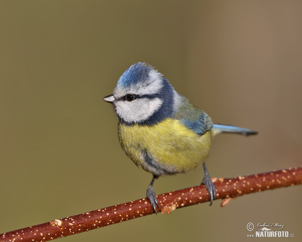 Blaumeise (Cyanistes caeruleus)