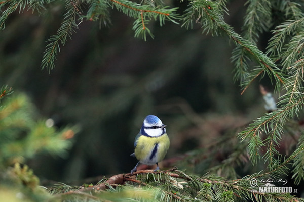 Blaumeise (Cyanistes caeruleus)