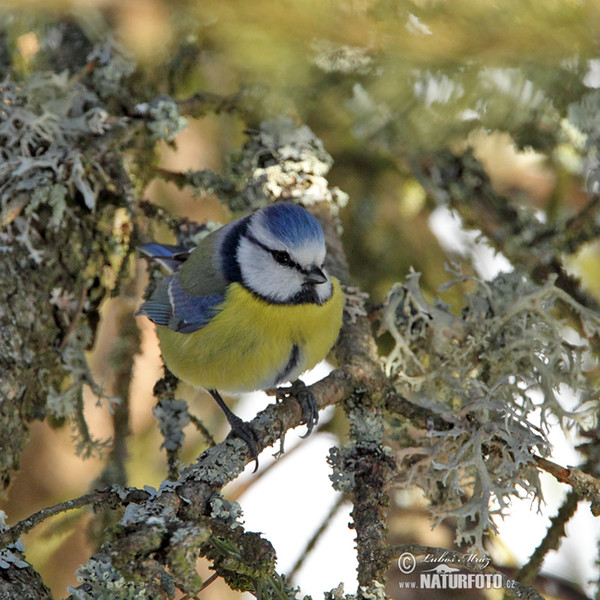 Blaumeise (Cyanistes caeruleus)