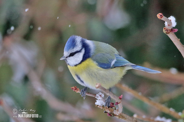 Blaumeise (Cyanistes caeruleus)