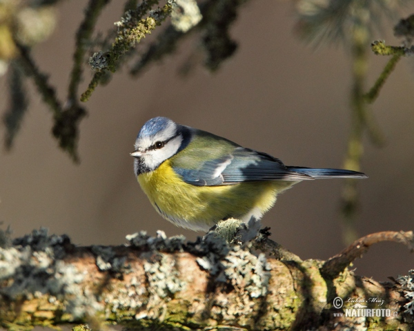 Blaumeise (Cyanistes caeruleus)