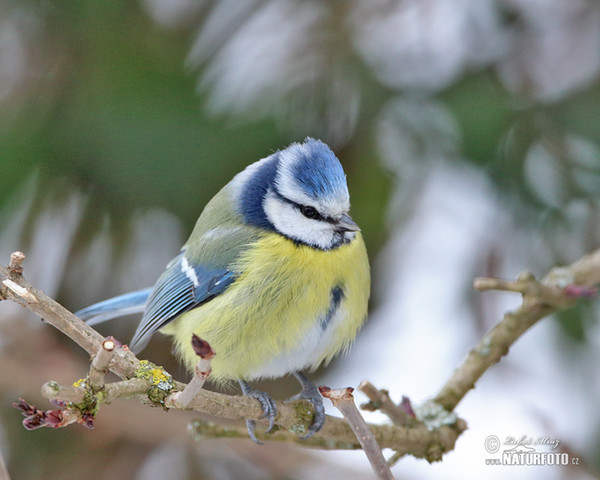 Blaumeise (Cyanistes caeruleus)