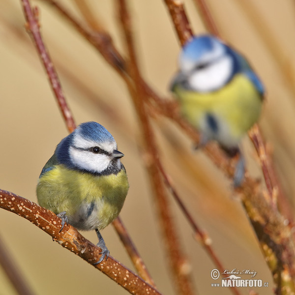 Blaumeise (Cyanistes caeruleus)