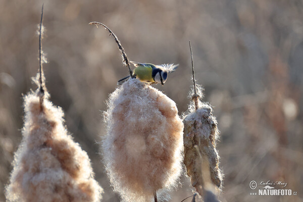 Blaumeise (Cyanistes caeruleus)