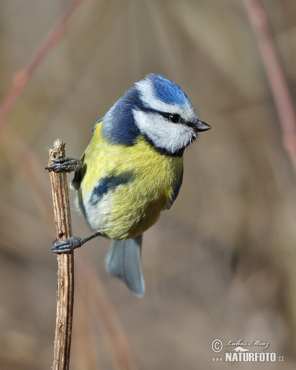 Blaumeise (Cyanistes caeruleus)