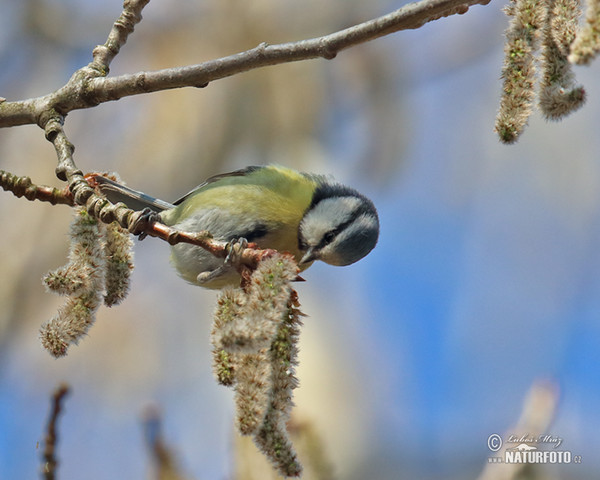 Blaumeise (Cyanistes caeruleus)