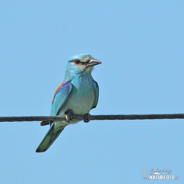 Blauracke (Coracias garrulus)