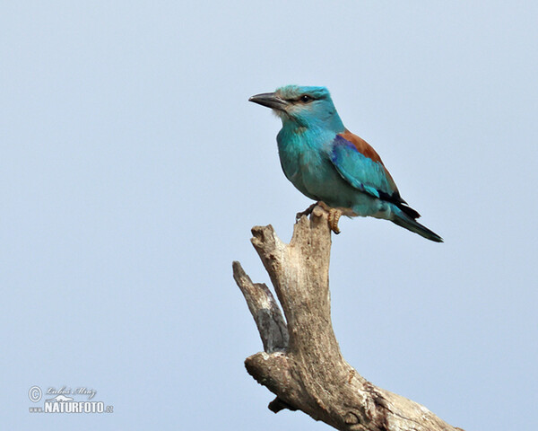 Blauracke (Coracias garrulus)