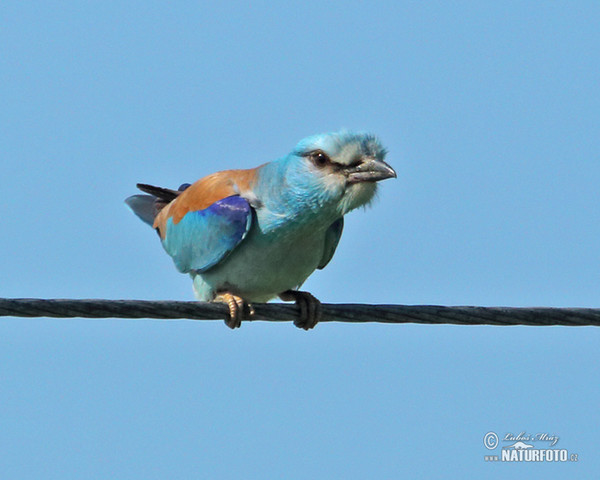 Blauracke (Coracias garrulus)