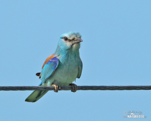 Blauracke (Coracias garrulus)