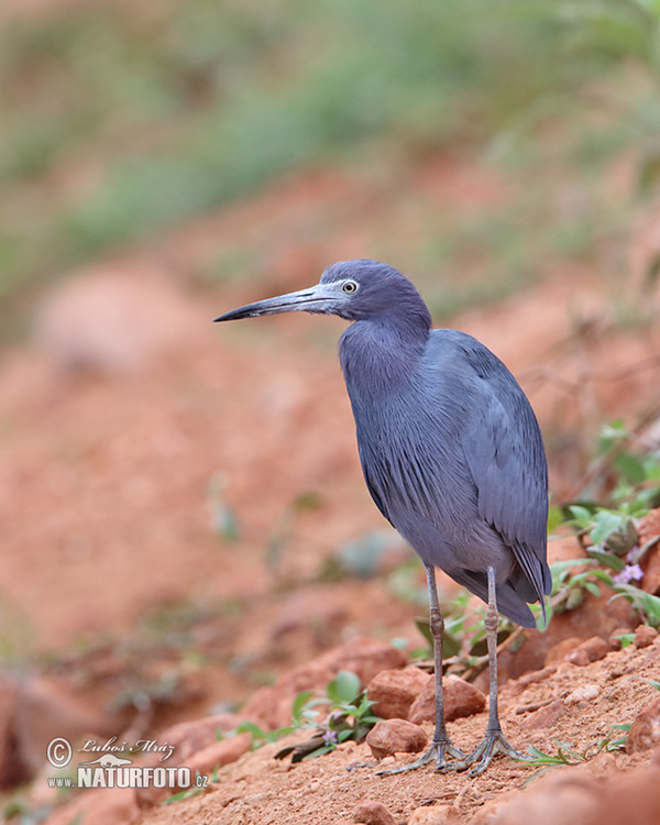 Blaureiher (Egretta caerulea)