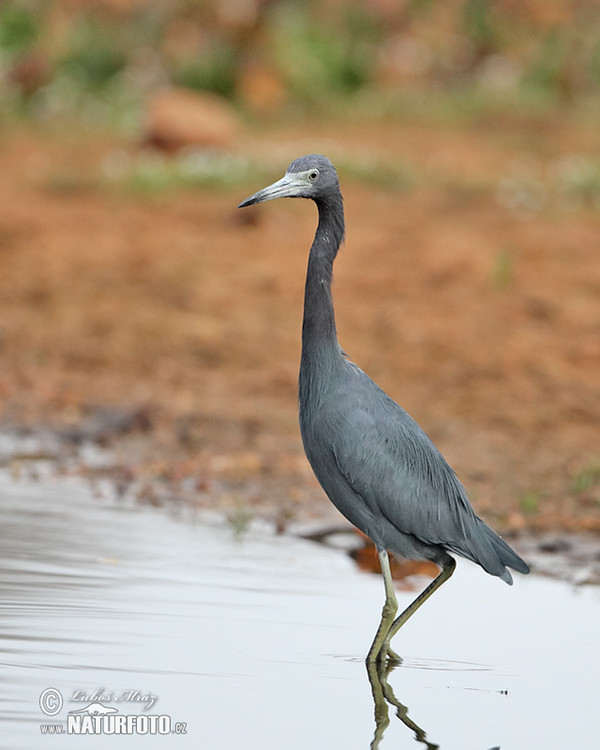 Blaureiher (Egretta caerulea)