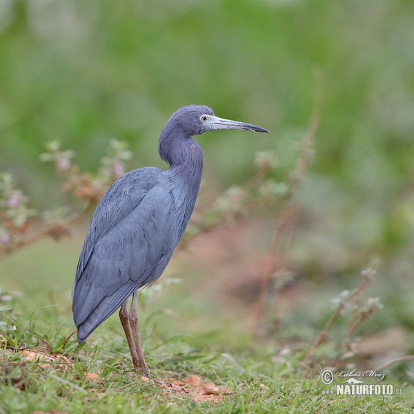 Blaureiher (Egretta caerulea)