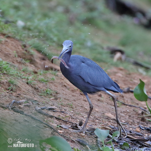 Blaureiher (Egretta caerulea)