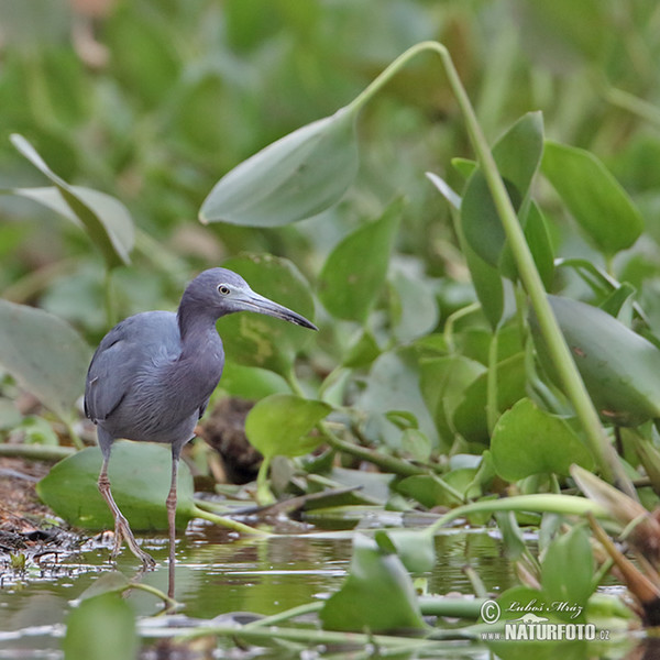 Blaureiher (Egretta caerulea)