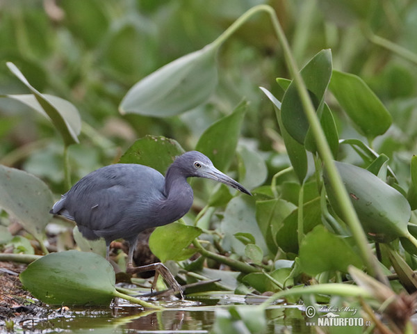 Blaureiher (Egretta caerulea.)