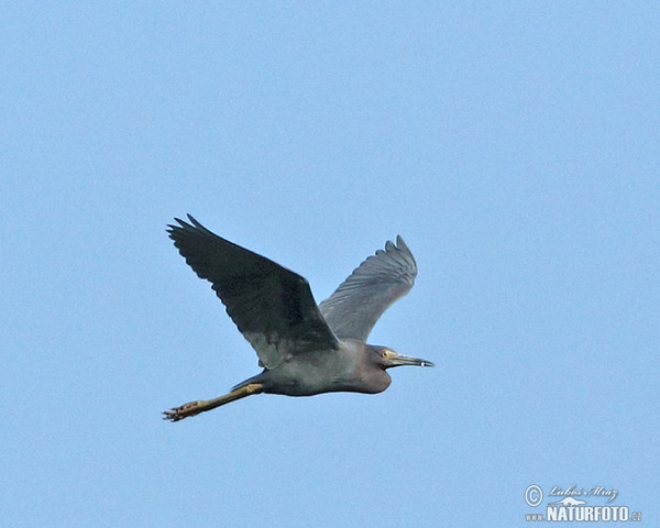 Blaureiher (Egretta caerulea)