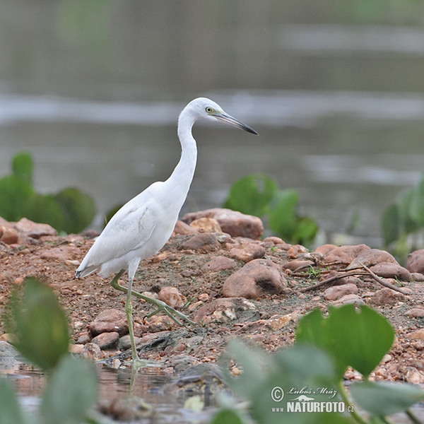 Blaureiher (Egretta caerulea)