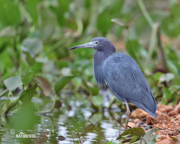 Blaureiher (Egretta caerulea)