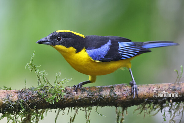 Blauschwingen-Bergtangare (Anisognathus somptuosus)