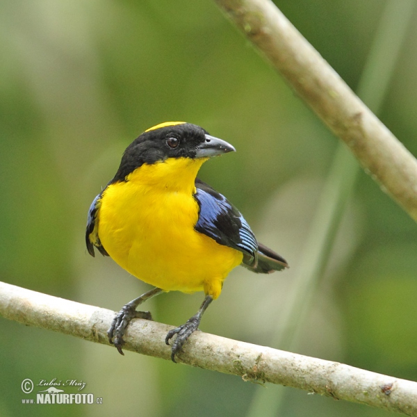 Blauschwingen-Bergtangare (Anisognathus flavinucha)