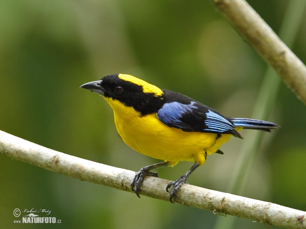 Blauschwingen-Bergtangare (Anisognathus flavinucha)