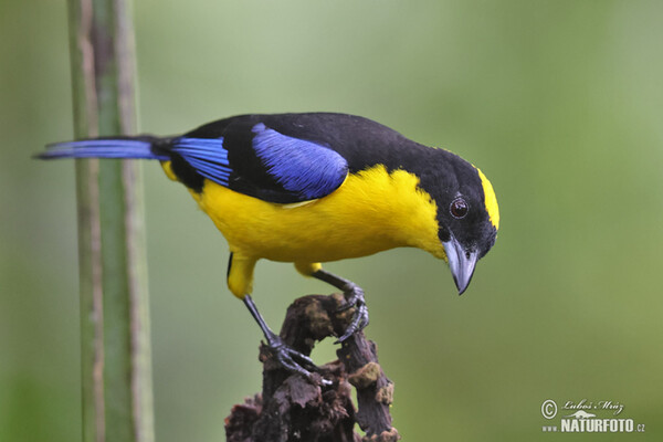 Blauschwingen-Bergtangare (Anisognathus somptuosus)