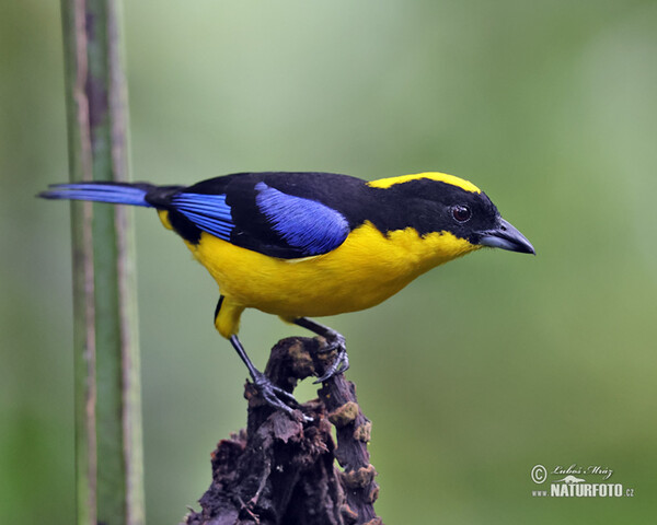 Blauschwingen-Bergtangare (Anisognathus somptuosus)