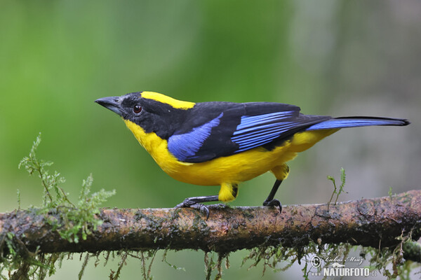 Blauschwingen-Bergtangare (Anisognathus somptuosus)