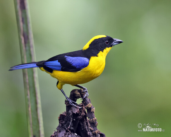 Blauschwingen-Bergtangare (Anisognathus somptuosus)