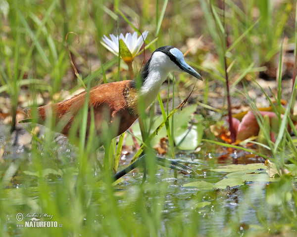 Blaustirn-Blatthühnchen (Actophilornis africanus)