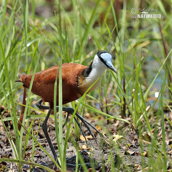 Blaustirn-Blatthühnchen (Actophilornis africanus)