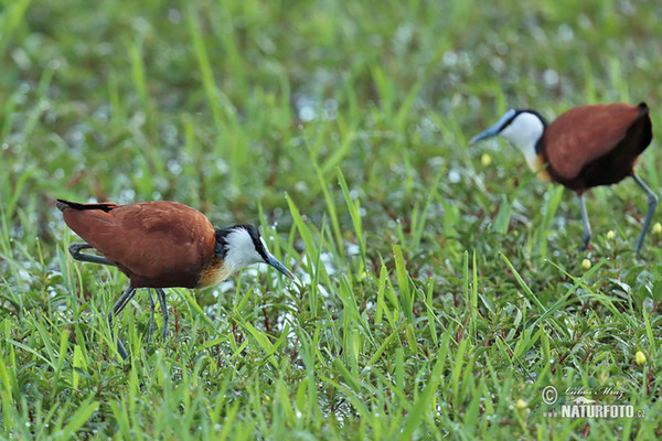 Blaustirn-Blatthühnchen (Actophilornis africanus)