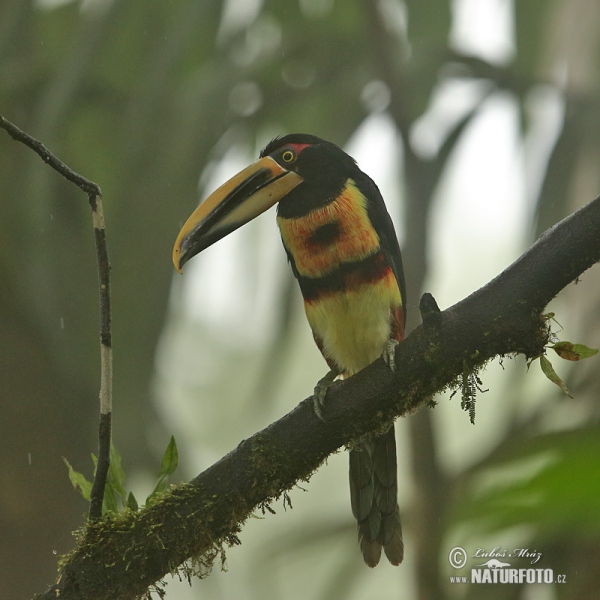 Bleicharassari (Pteroglossus erythropygius)