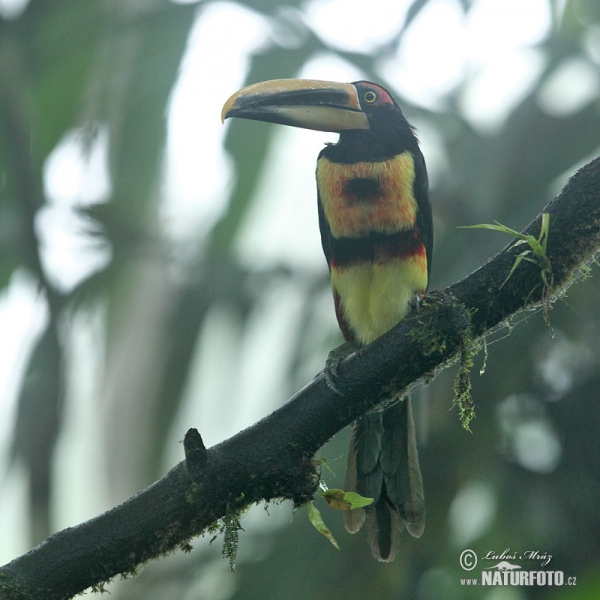 Bleicharassari (Pteroglossus erythropygius)