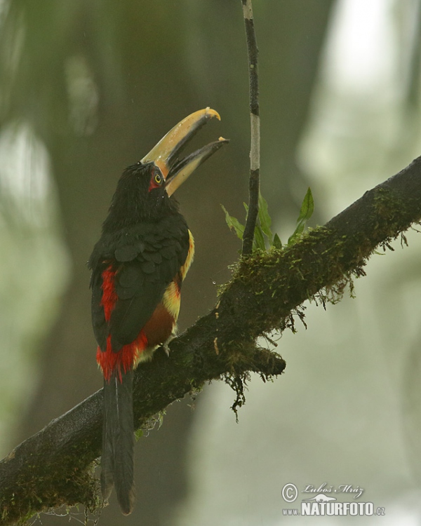 Bleicharassari (Pteroglossus erythropygius)