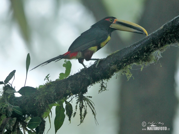 Bleicharassari (Pteroglossus erythropygius)