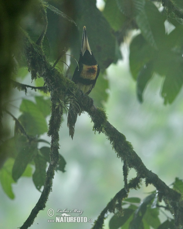 Bleicharassari (Pteroglossus erythropygius)