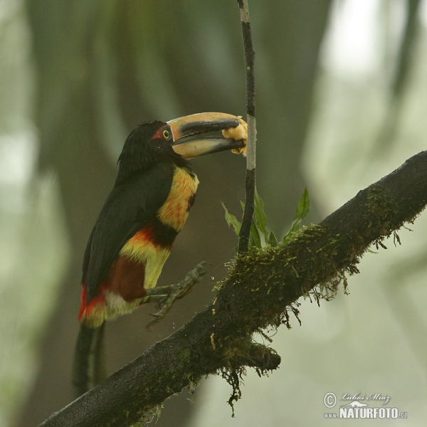 Bleicharassari (Pteroglossus erythropygius)