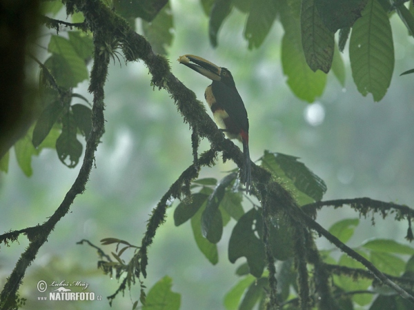 Bleicharassari (Pteroglossus erythropygius)