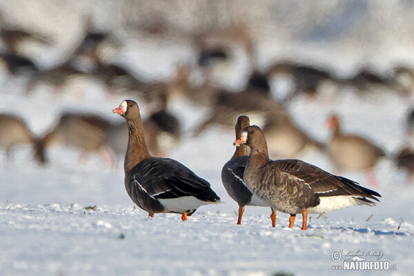 Blessgans (Anser albifrons)