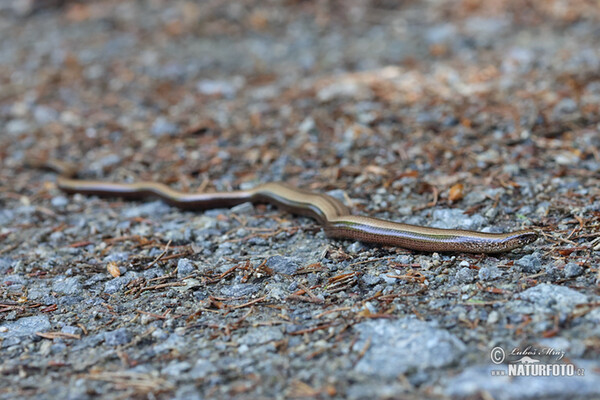 Blindschleiche (Anguis fragilis)