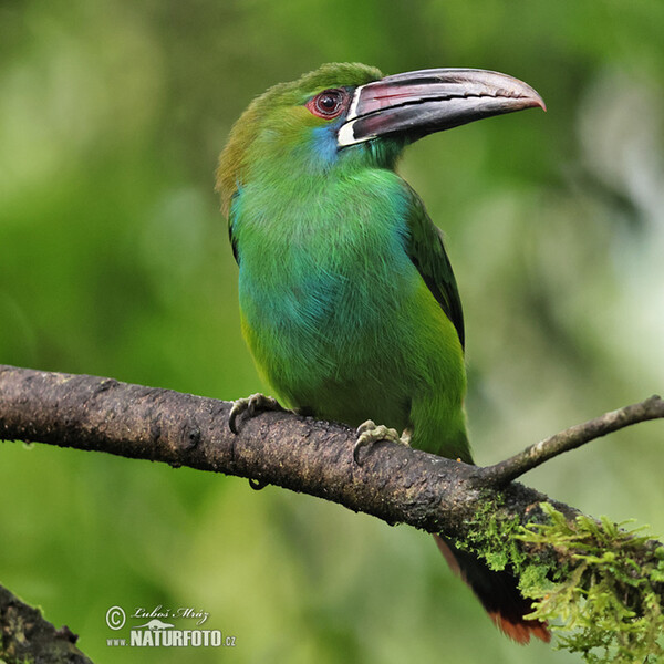 Blutbürzelarassari (Aulacorhynchus haematopygus)