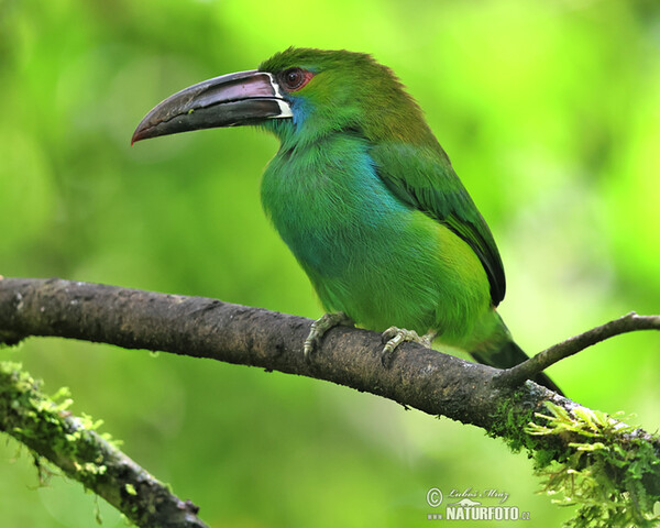 Blutbürzelarassari (Aulacorhynchus haematopygus)