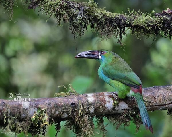 Blutbürzelarassari (Aulacorhynchus haematopygus)