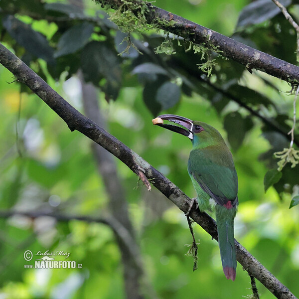 Blutbürzelarassari (Aulacorhynchus haematopygus)