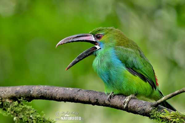 Blutbürzelarassari (Aulacorhynchus haematopygus)